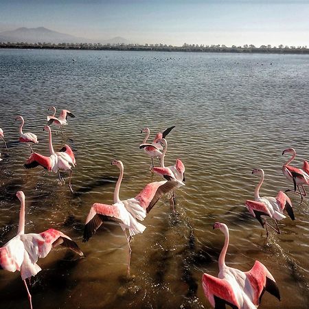 Flamingo View Suites & Villas Nea Poteidaia Bagian luar foto